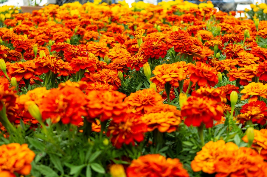 Inicio de temporada de cempasúchil