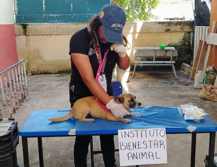 Atención veterinaria y refugio para animales afectados