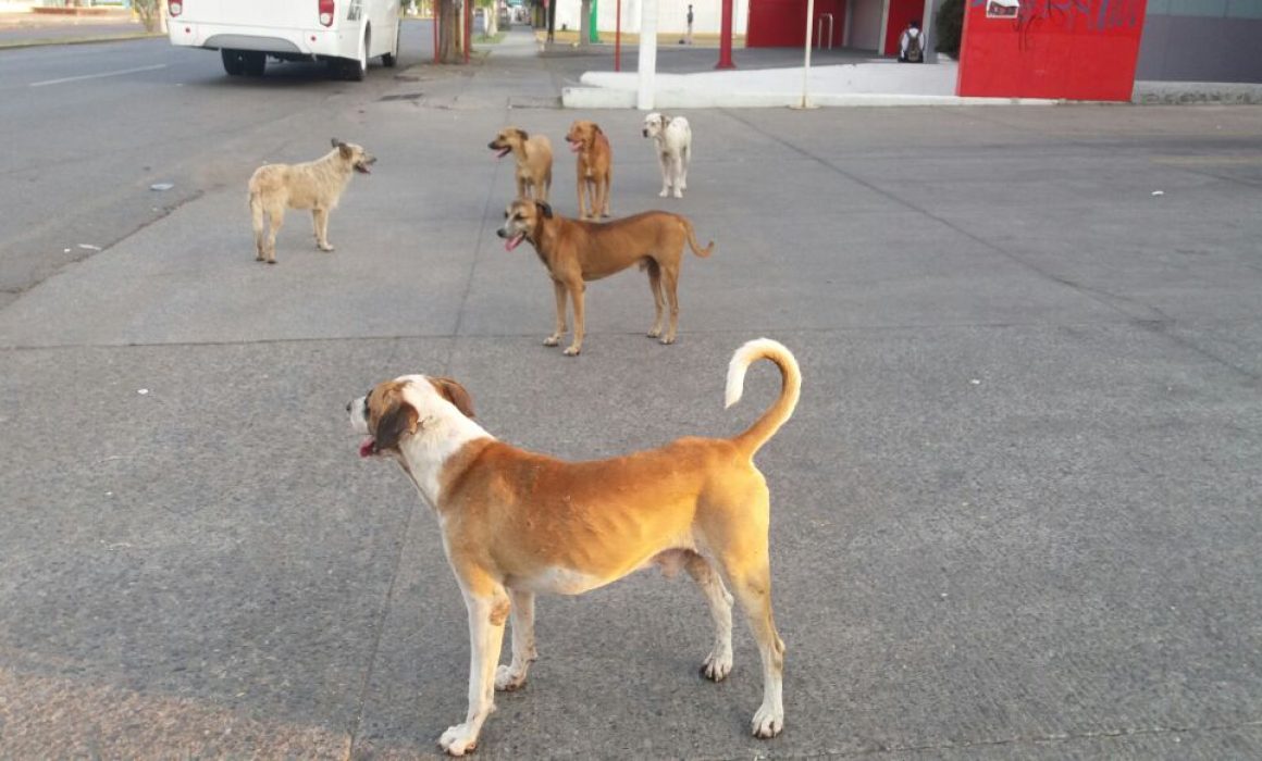 Aumentan los casos de perros atropellados en Puebla por lluvias y falta de responsabilidad ciudadana