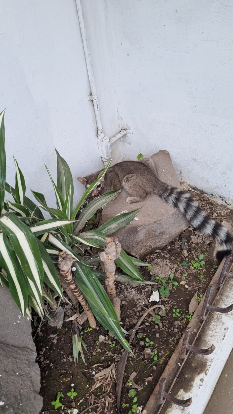 cacomixtle devuelto habitat 4