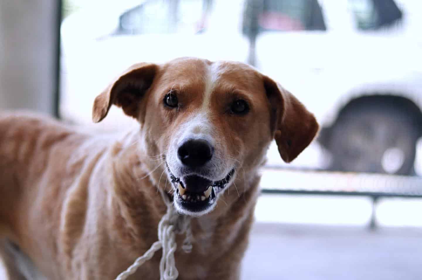 OCPA exige a Tlaxcala transparencia en políticas de bienestar animal