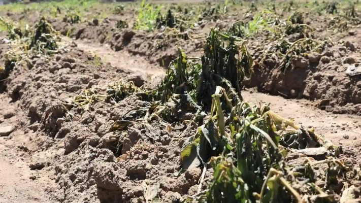 Lluvias en Sierra Norte dañaron más de 3 mil hectáreas de cultivos