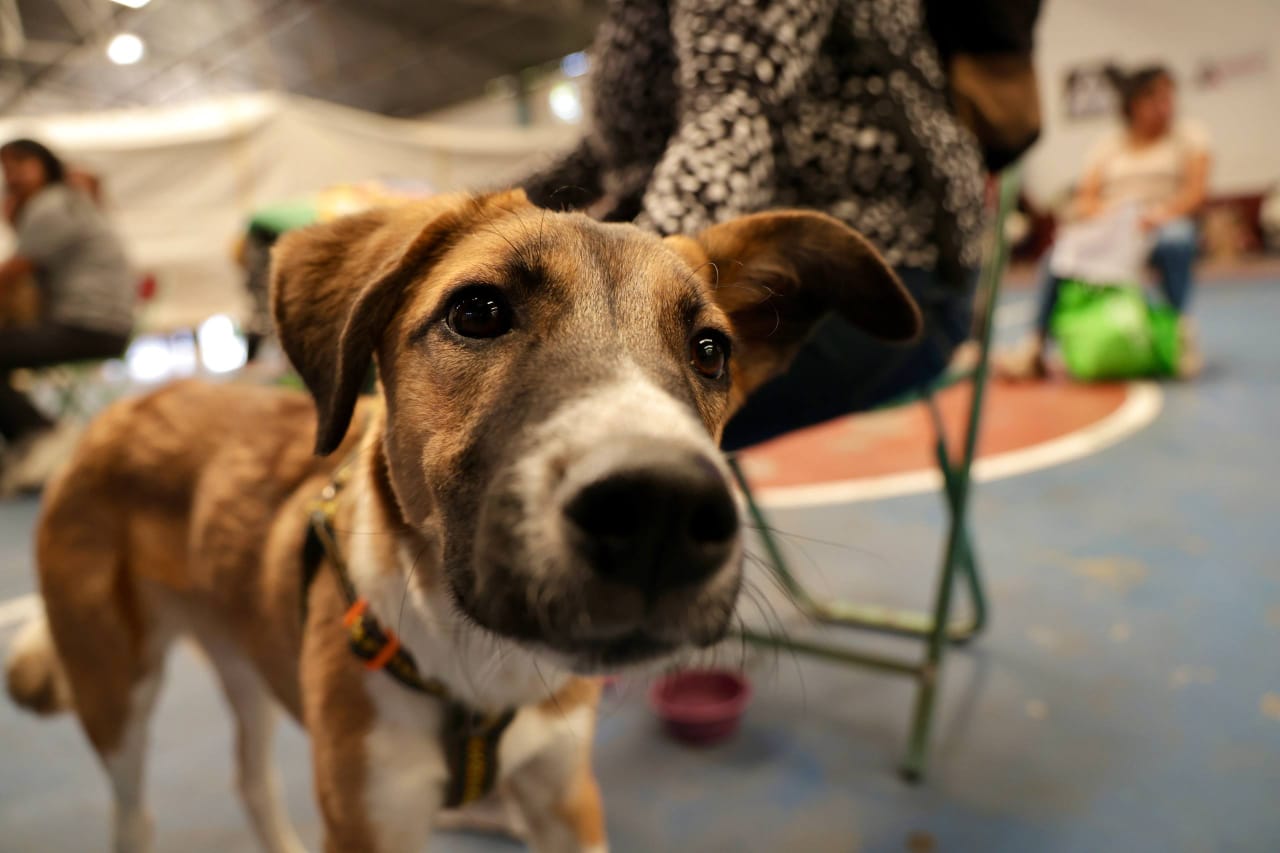 jornada esterilizacion tlaxcalancingo 3