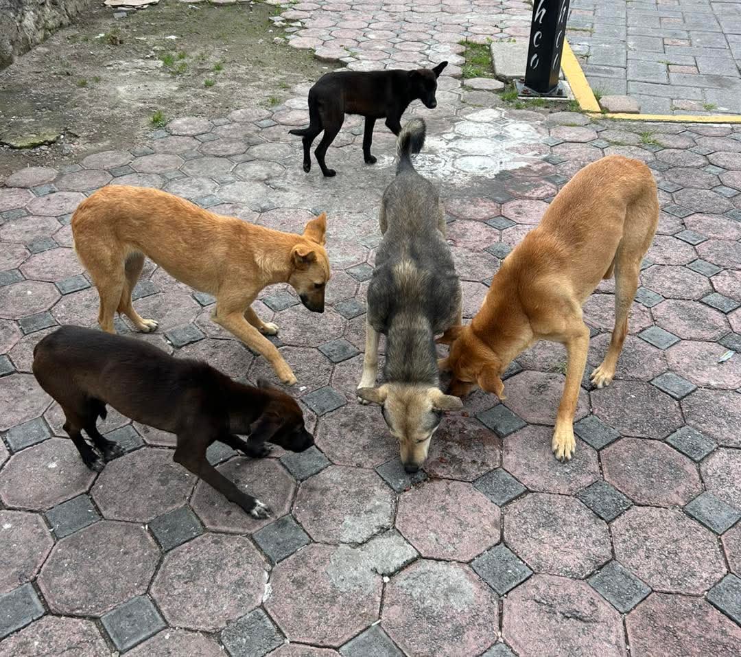 Ignoran municipios Ley de Bienestar Animal en Tlaxcala