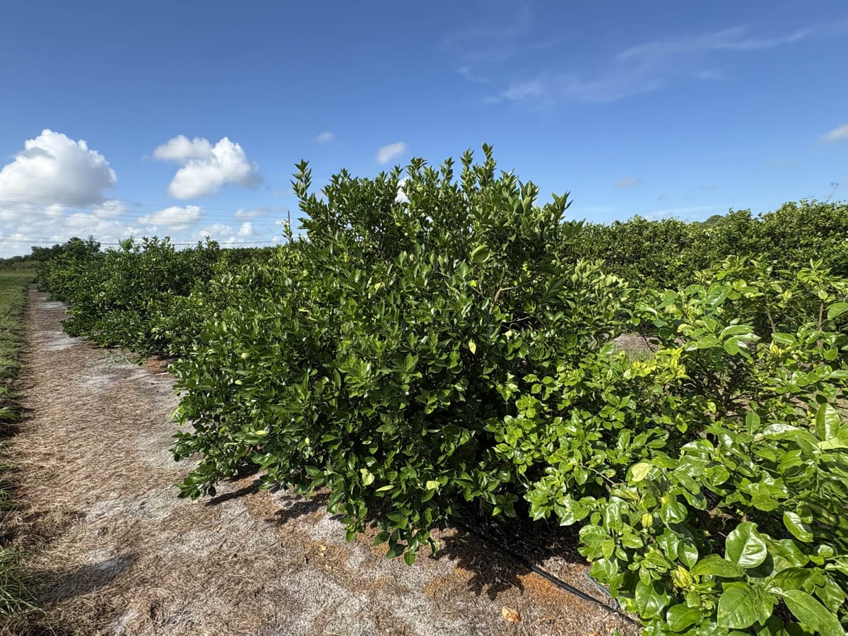 Innovación para combatir el citrus greening