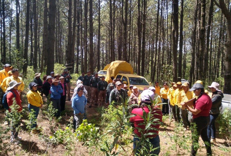 Plantación de 50 mil pinos en La Malinche