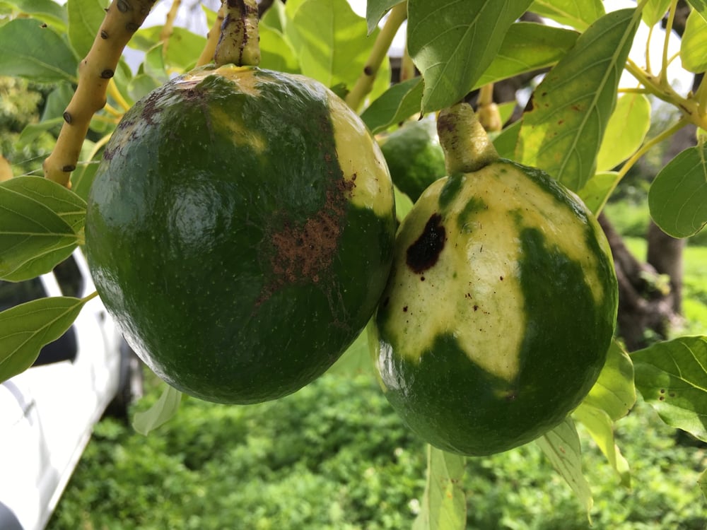 aguacate3