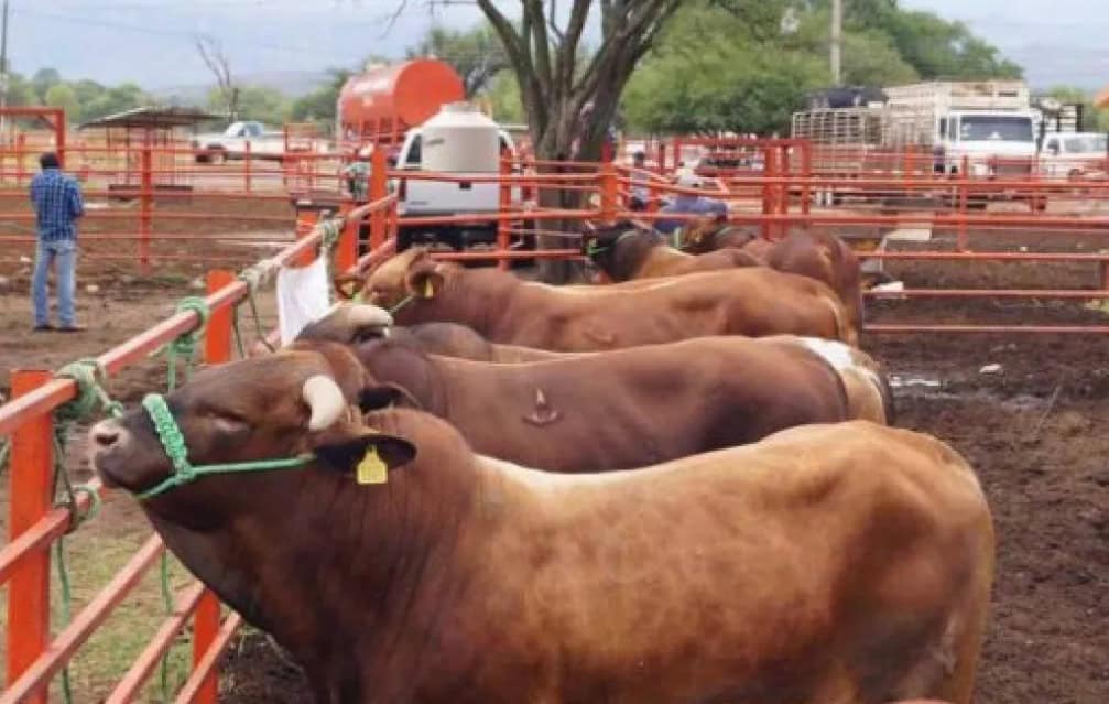 Tlaxcala y Puebla intensifican operativos para frenar el Gusano Barrenador