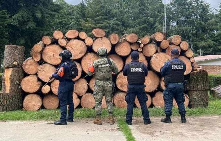 Foto: Cortesía Tlaxcala y Puebla aseguran más de 130 piezas de madera en operativo ambiental