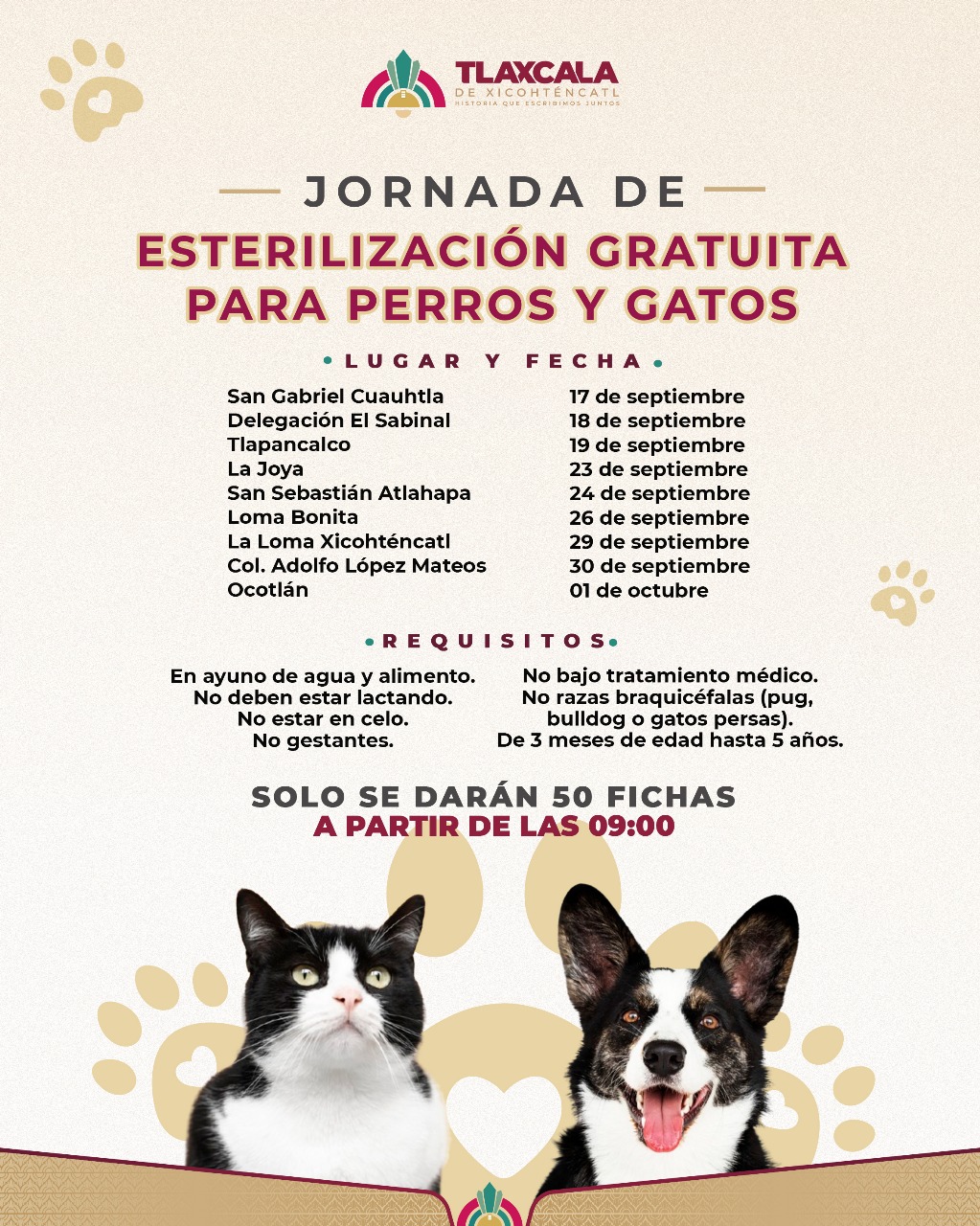 Foto: Cortesía Tlaxcala amplía campaña de esterilización para perros y gatos en la capital