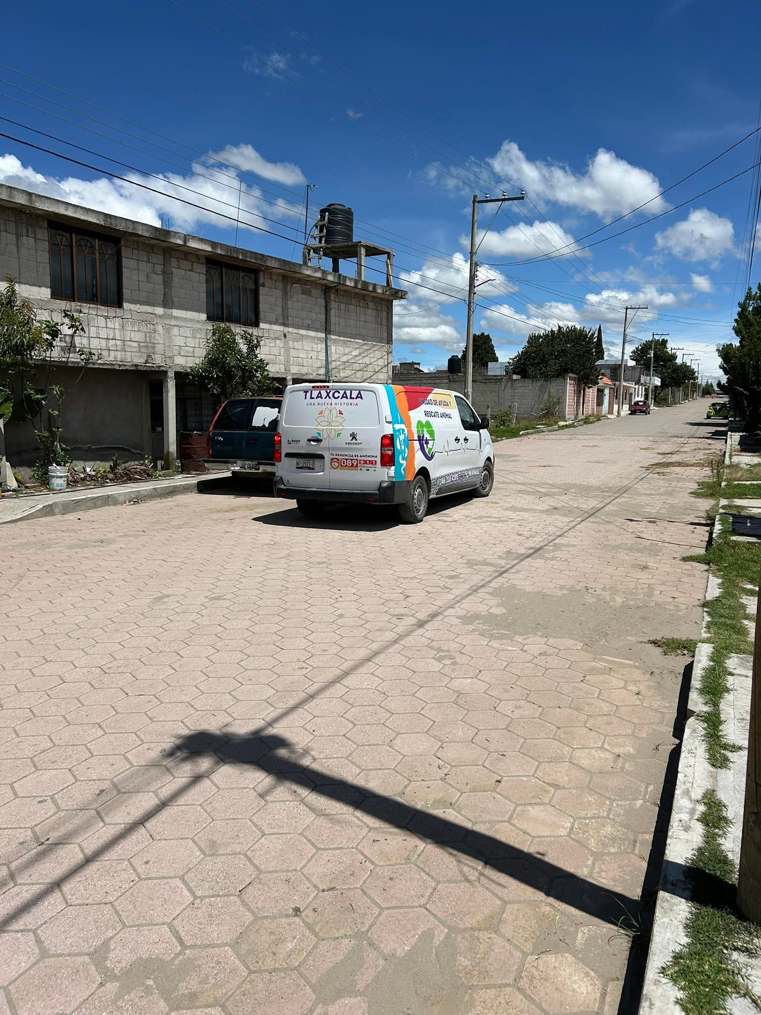 Foto: Cortesía Desaparece Husky en Atlahapa, vivía en condiciones de maltrato