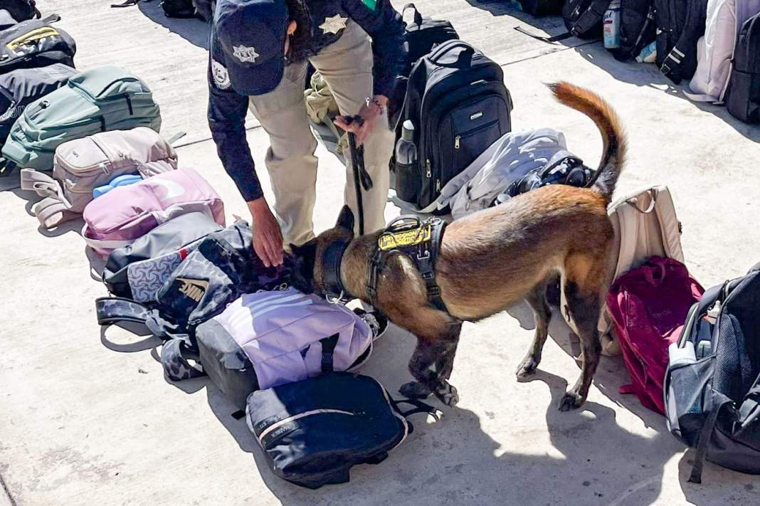 Foto: Cortesía Tlaxcala impulsa prevención de adicciones y delitos con demostración canina