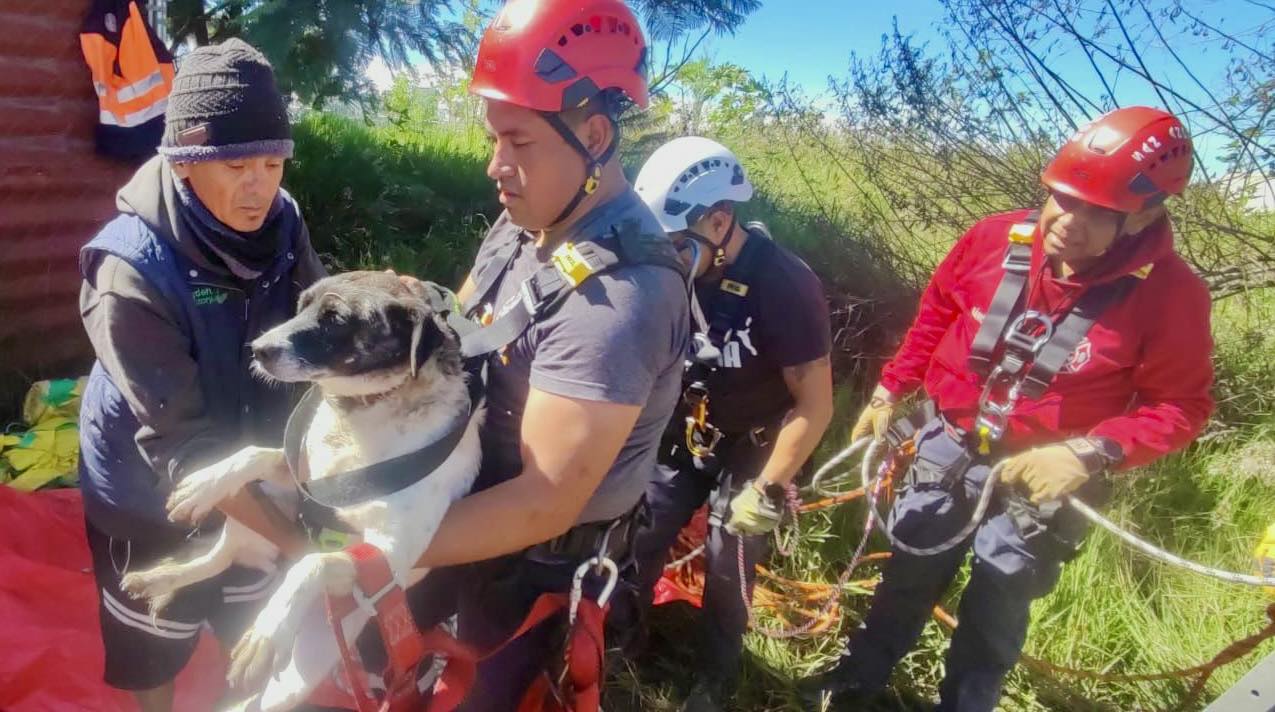 Por: Cortesía Lula Pineda Bomberos rescatan a tres perritas que cayeron a un pozo de 27 metros en Tlaxcalancingo
