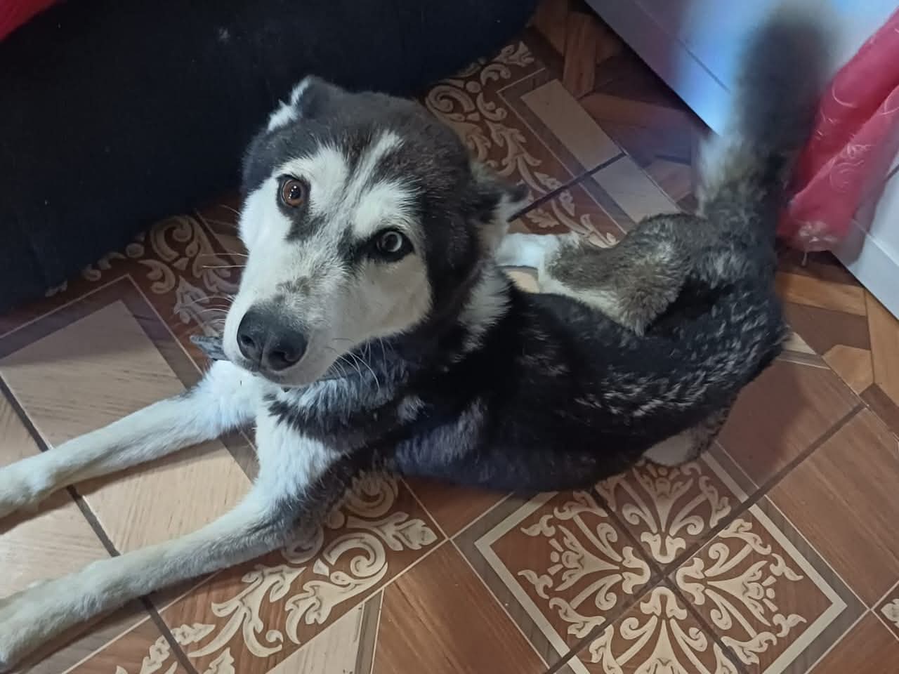 Foto: Cortesía Localizan y rescatan a "Shakira", husky víctima de maltrato en Atlahapa
