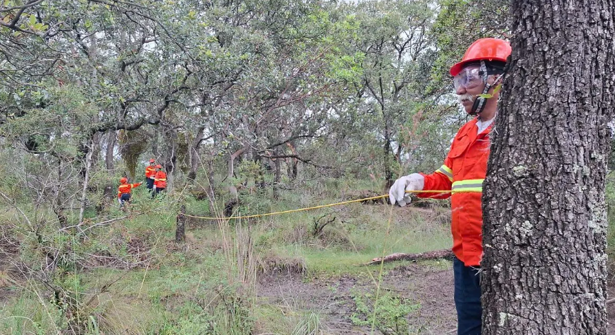 Foto: Cortesía Alerta en Tlaxcala: Muérdago amenaza los bosques de encino en Españita