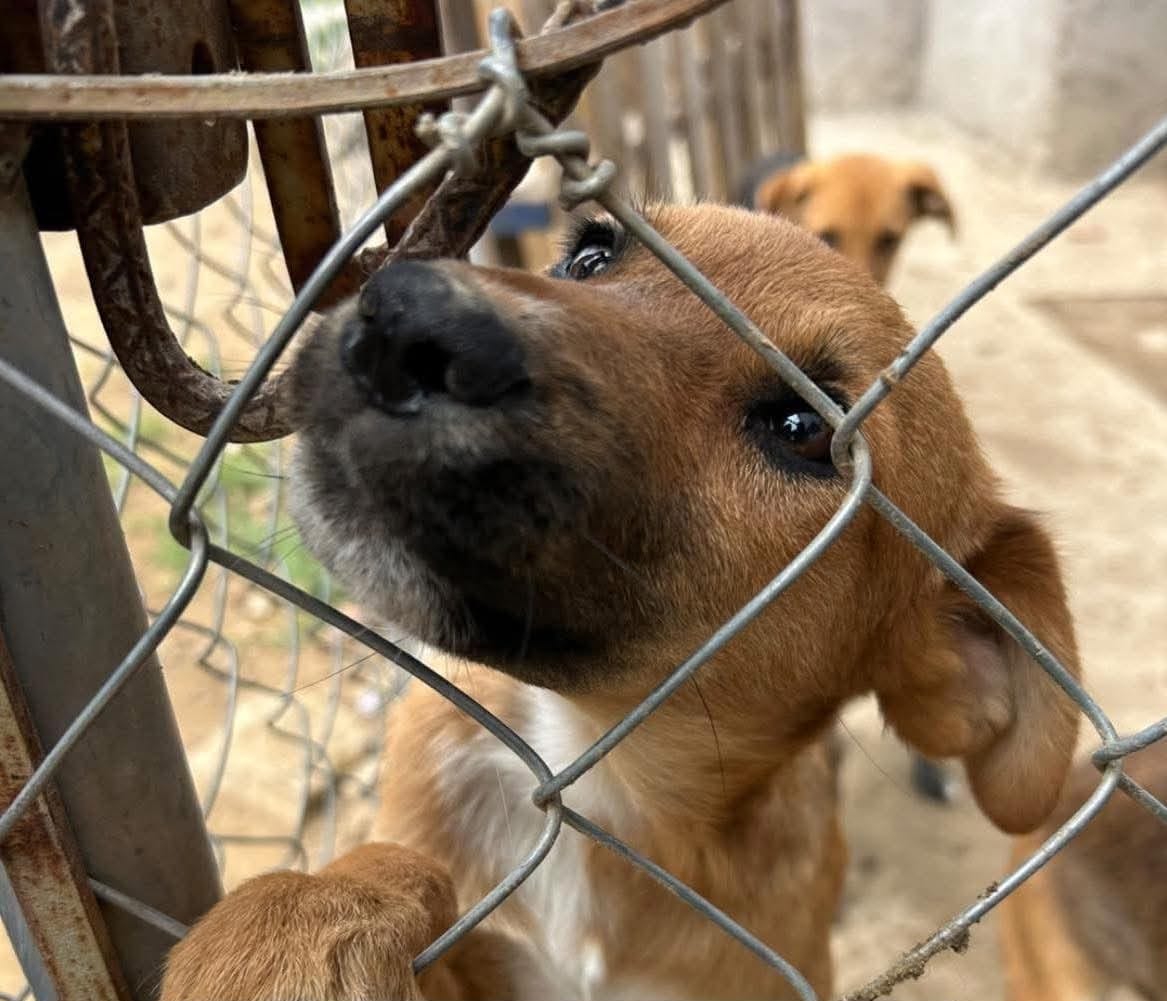 Foto: Cortesía Rescatistas en Tlaxcala exigen transparencia en Bienestar Animal