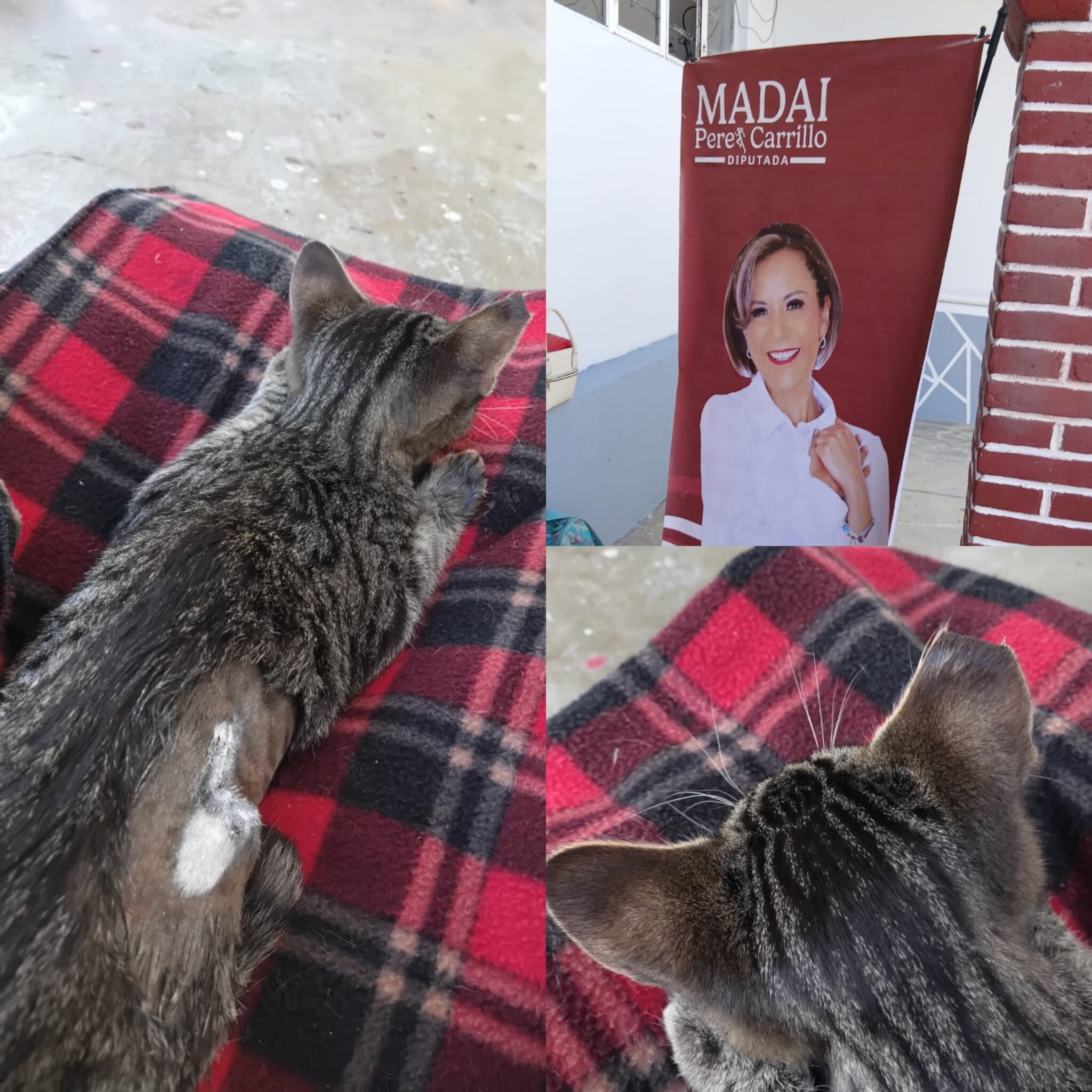 Foto: Cortesía Denuncian en Acuitlapilco riesgos por campaña de esterilización animal