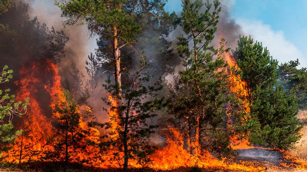 Foto: Cortesía Incendios forestales en Tlaxcala superan 2,427 hectáreas dañadas en 2025