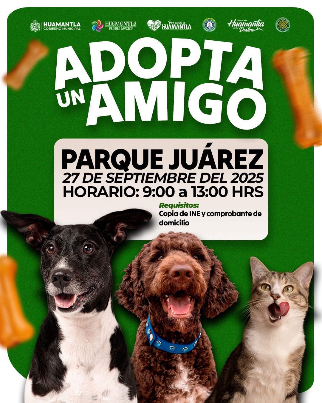 Foto: Cortesía Cartelera Huamantla: Jornada de adopción de perros y gatos en Parque Juárez