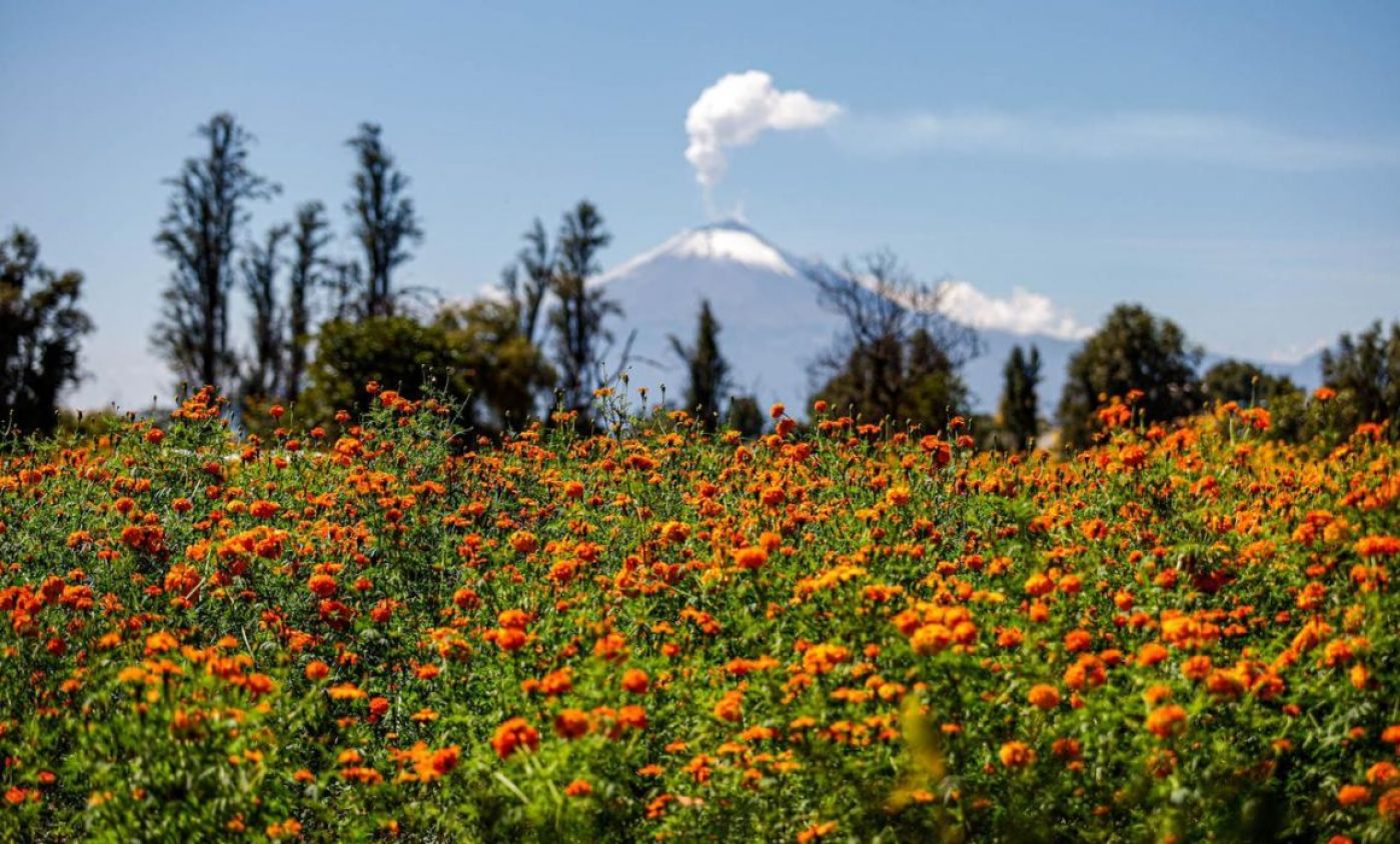 Foto: Cortesía Otoño en Tlaxcala: clima frío, cosechas y flores para Día de Muertos
