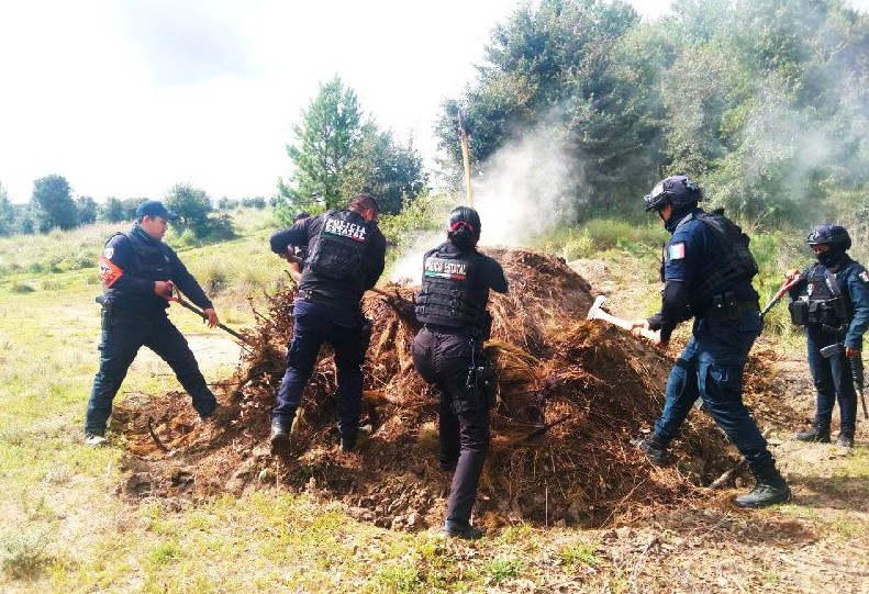 Operativo contra tala ilegal en Puebla