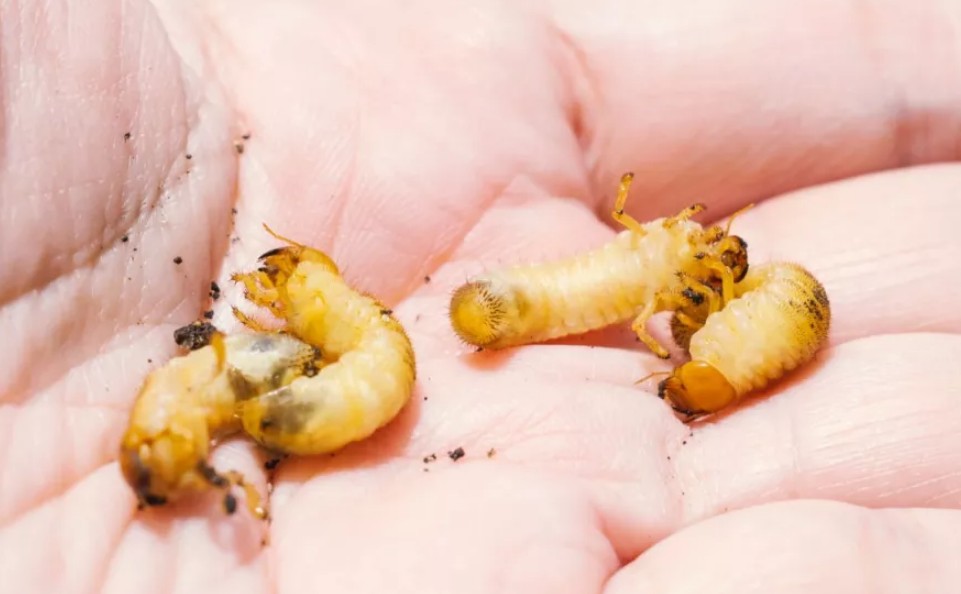 ¿Qué es el gusano barrenador del ganado?