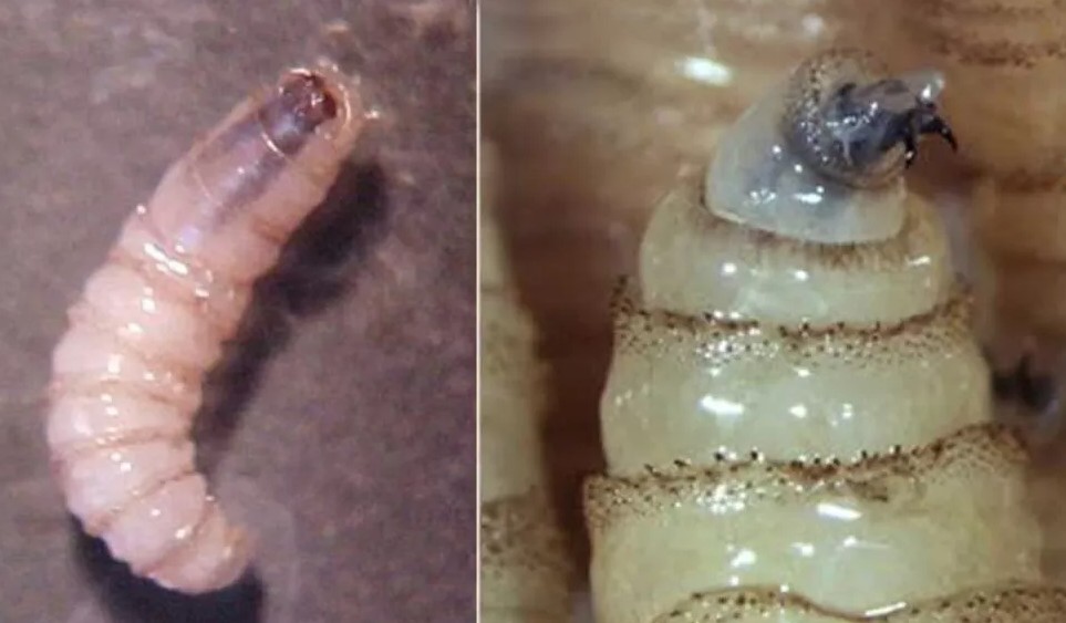 ¿Qué es el gusano barrenador?