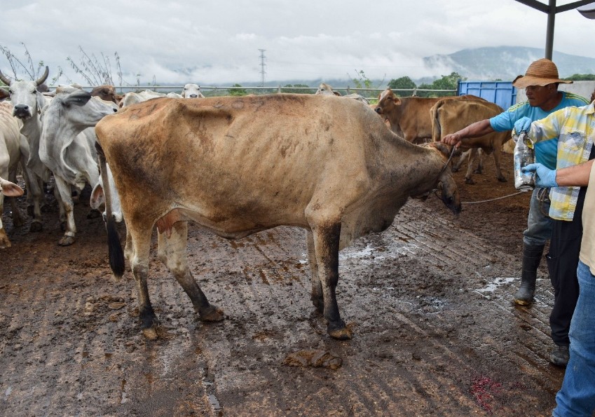 Reportan brote en Tlacotepec de Porfirio Díaz