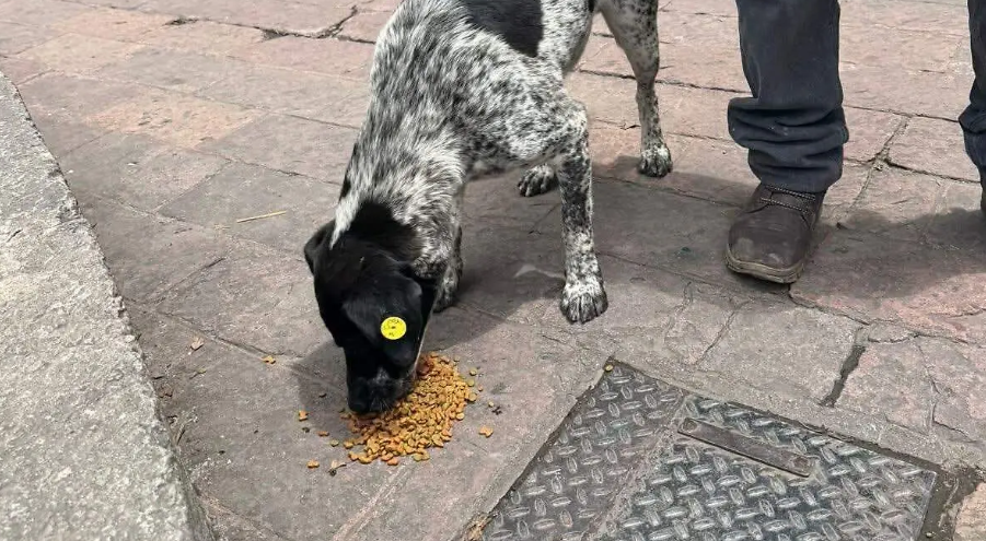Foto: Cortesía OCPA exige a la nueva titular de la CBA resultados reales en bienestar animal