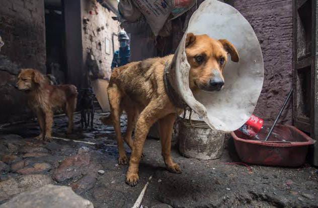 Foto: Cortesía Tlaxcala prioriza denuncias por maltrato animal ante récord de casos