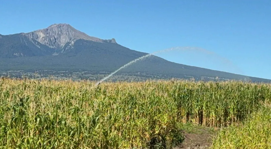 Foto: Cortesía Maíz de Huamantla sufre pérdidas por lluvias intensas y sequías atípicas