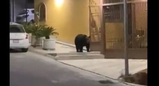 Foto: Cortesía Ante ausencia de personas, enorme oso negro toma las calles de Monterrey (Video)