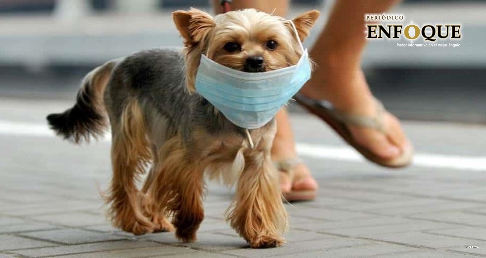 Foto: Cortesía Mascotas podrían contagiarse de Covid-19 afirma académica del UPAEP
