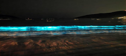 Foto: Cortesía Ante ausencia de personas por cuarentena, playa en Acapulco sorprende con bioluminiscencia