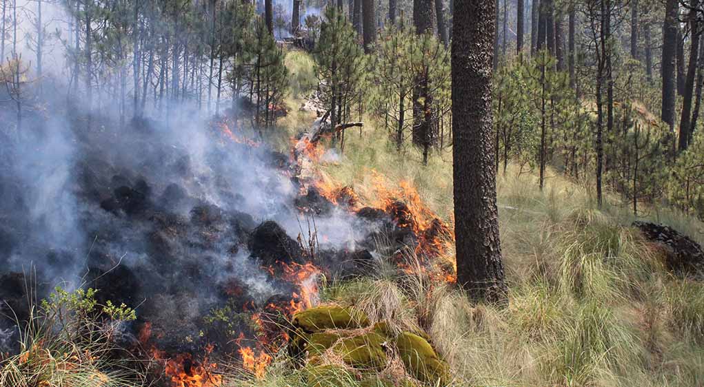 Foto: Cortesía Puebla ocupa el cuarto lugar nacional en incendios forestales