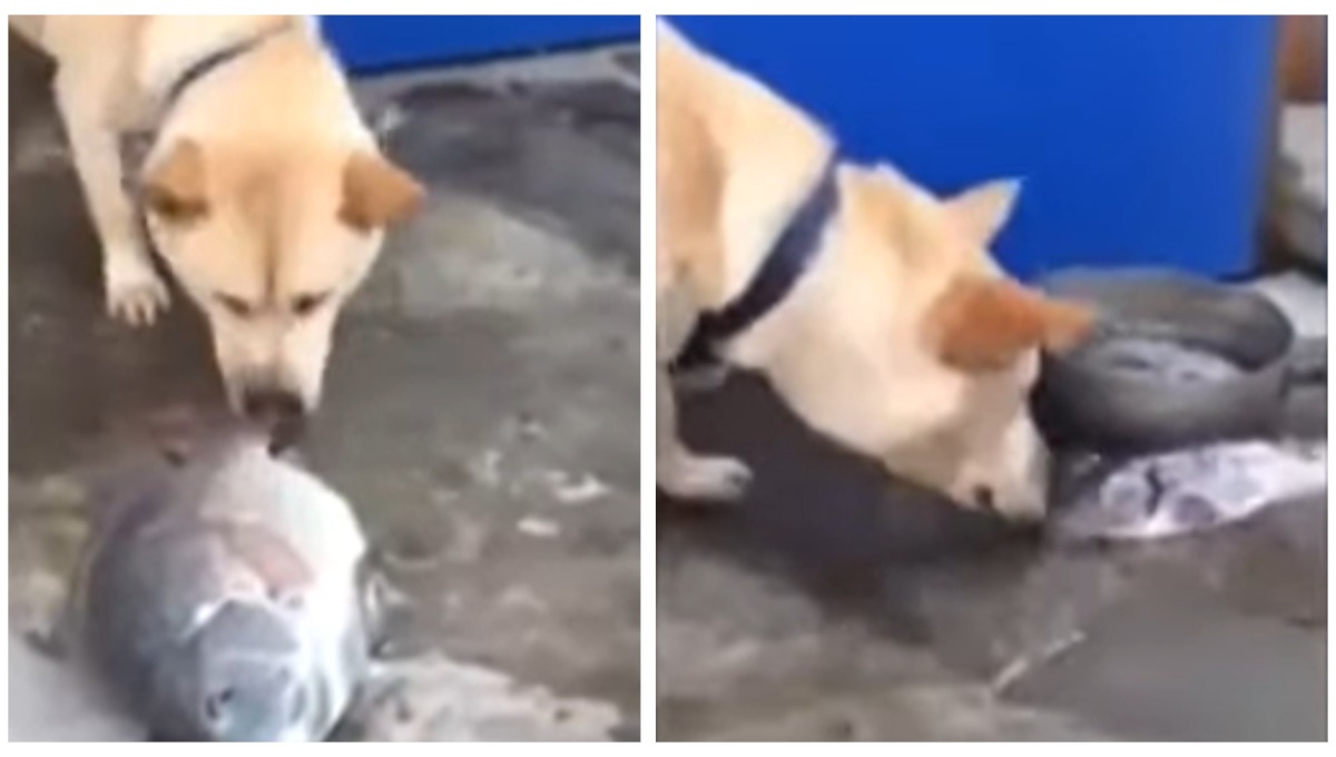 Foto: Cortesía ¡Lo más emotivo que verás hoy! Echándoles agua con su hocico, perro intenta salvar a peces (Video)