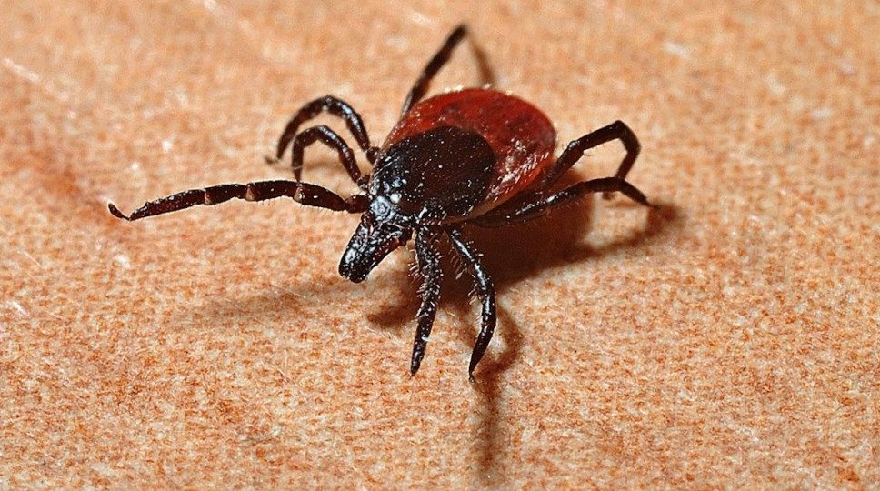 Foto: Cortesía ¡No otra vez! Detectan en China virus que se transmite por picaduras de garrapatas