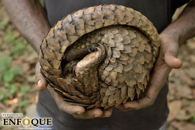 Foto: Cortesía Los virus animales provocarán más pandemias si seguimos destruyendo las selvas