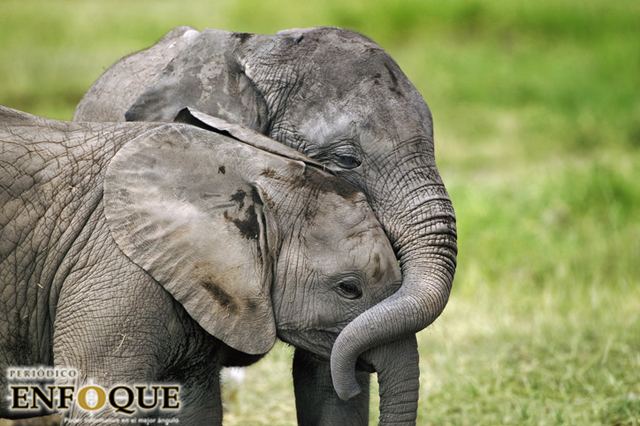 Foto: Cortesía Los elefantes son capaces de hacer rituales funerarios y visitar los restos de ejemplares muertos