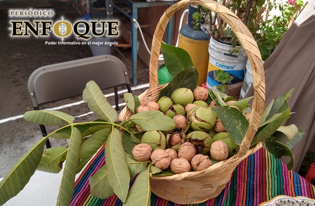 Cae venta de Nuez de Castilla en San Andrés Calpan ante pandemia