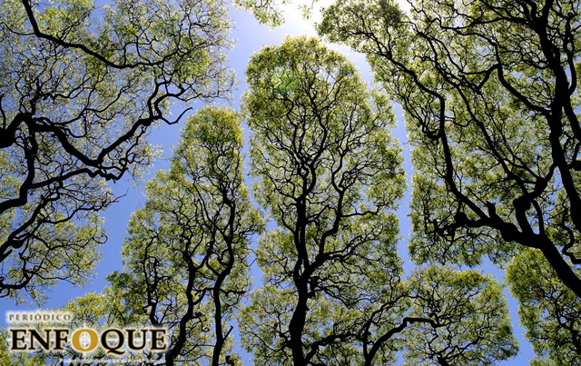 Foto: Cortesía Timidez de los árboles, el increíble fenómeno que evita que las ramas se toquen entre si