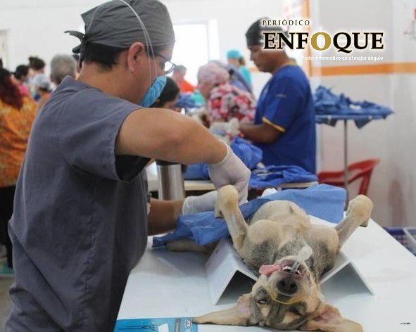 Foto: Cortesía Regresa Esterilitón a Tlaxcala