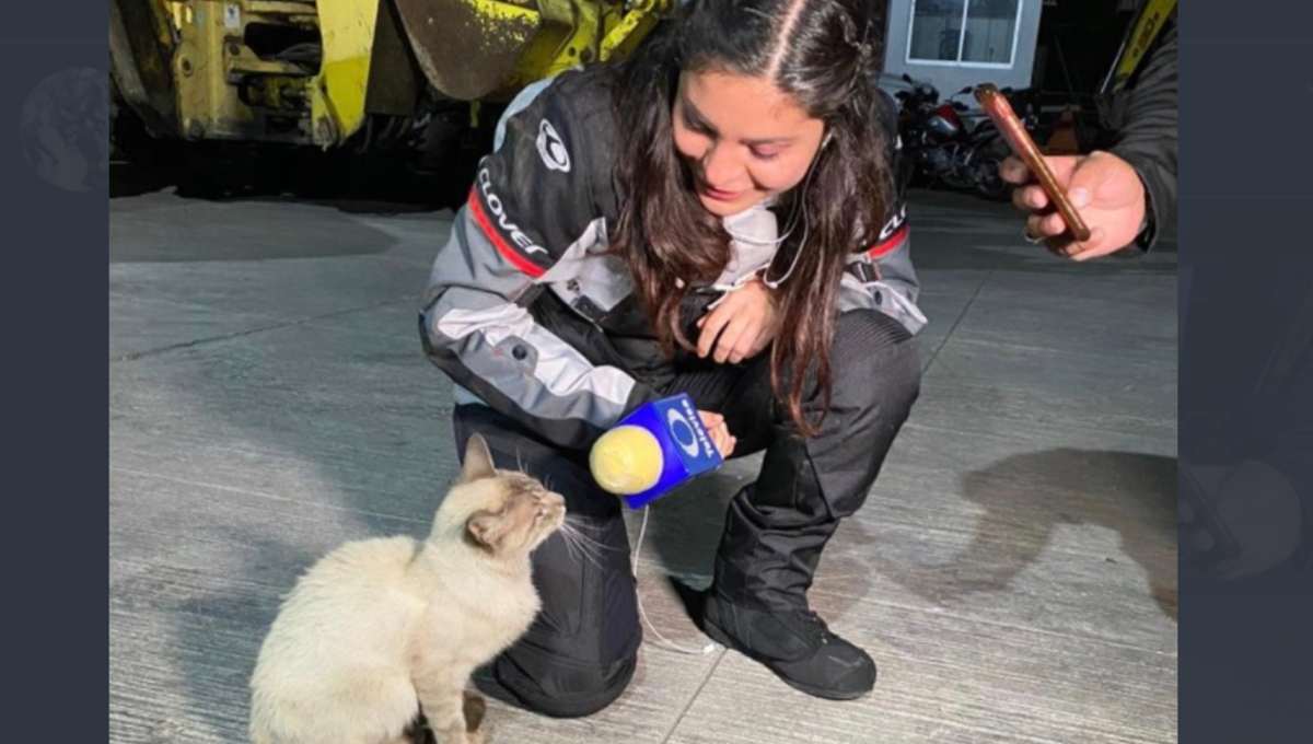 Foto: Cortesía No pues miau: Así la imagen viral del gatito que fue entrevistado