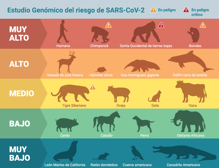 Foto: Cortesía El COVID-19 no sólo amenaza al humano, sino a delfines, gorilas y especies en peligro de extinción