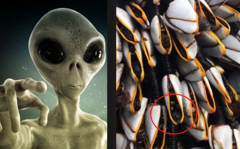 Foto: Cortesía Mujer halla extraños percebes parecidos a los 'aliens'; video se hace viral