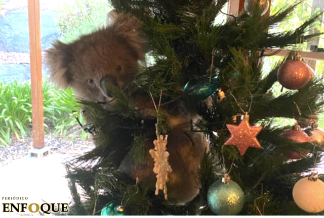 Foto: Cortesía Una familia australiana descubre un koala en su árbol de navidad