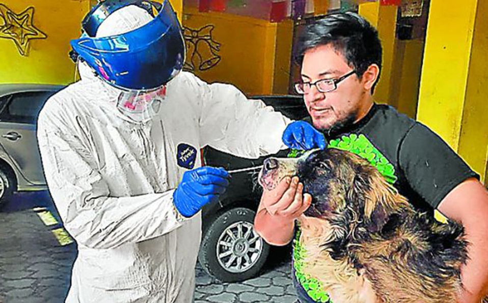 Foto: Cortesía 3 perros, los primeros animales que dan positivo a COVID-19 en México