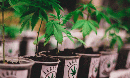 Foto: Cortesía Discusión sobre la mariguana se irá hasta abril: Corte aprueba prórroga solicitada por Diputados