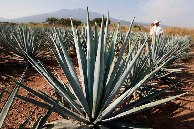 Foto: Cortesía Anuncia AMLO que gobierno impulsará producción de mezcal