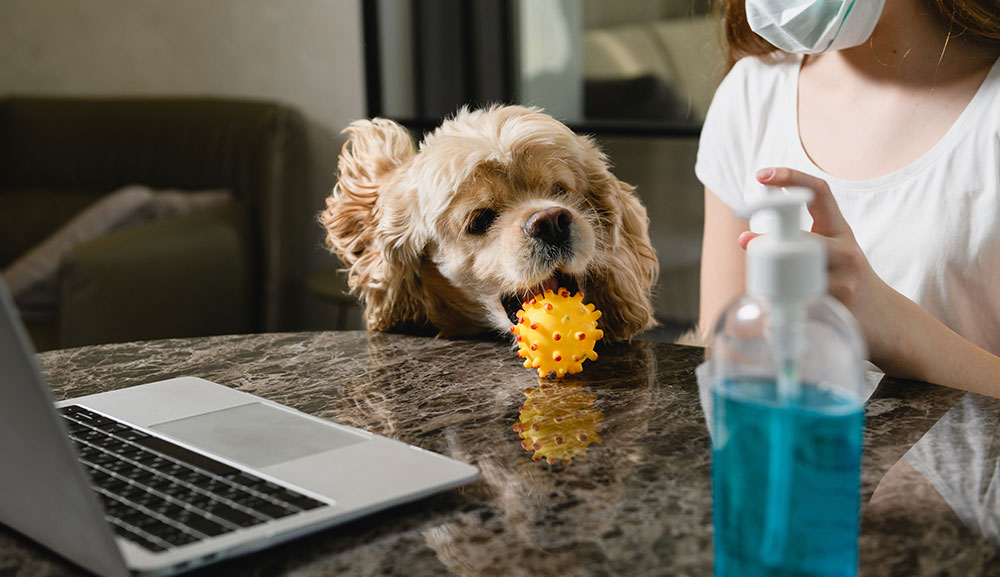Foto: Cortesía Es baja la probabilidad de que humanos contagien a sus mascotas de COVID-19: Especialista UPAEP
